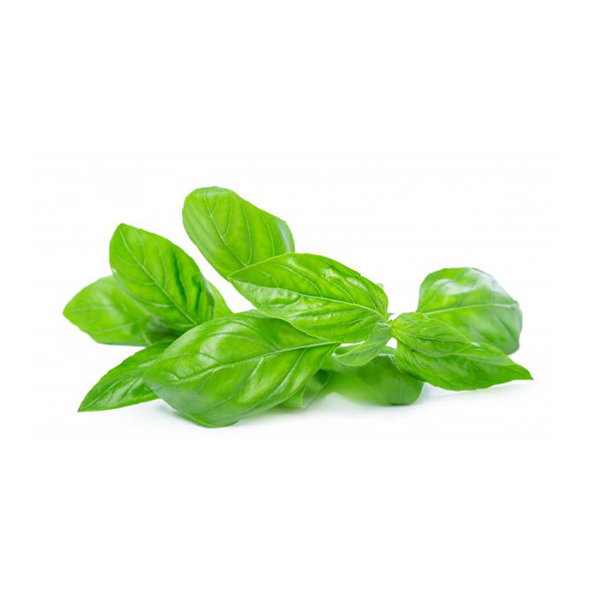 Basil