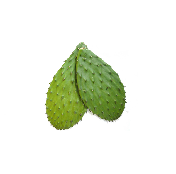 Nopal